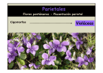 Parietales: Flores pentámeras