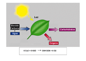 Fotosíntesis