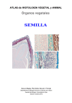 5. Semilla - Atlas de Histología Vegetal y Animal