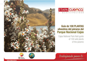 cuenca - ecuador - sudamérica plantas del parque nacional cajas