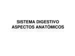 sistema digestivo aspectos anatómicos