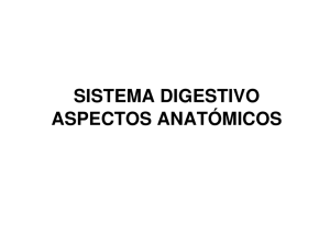 sistema digestivo aspectos anatómicos