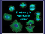 El núcleo y la reproducción celular