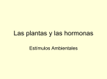 Las plantas y las hormonas