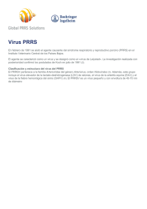 Virus PRRS