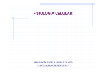 fisiología celular - IES Dionisio Aguado