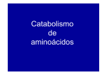 Catabolismo de aminoácidos