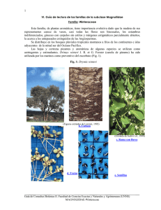 1 Esta familia, de plantas aromáticas, tiene importancia evolutiva