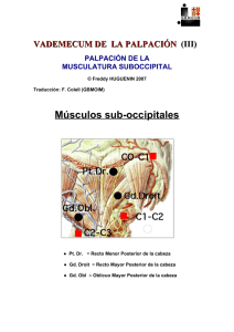 Músculos sub-occipitales