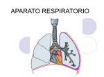 aparato respiratorio - Aula-Abierta