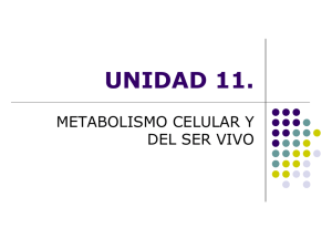 Tema 11 Metabolismo celular y del ser vivo