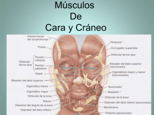 musculosdecaraycraneo-140515002012