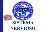 Sistema Nervioso - Paramedicos sin Fronteras SAS