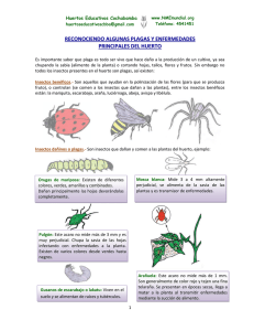 reconociendo algunas plagas y enfermedades