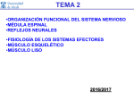 Tema 2. Organización funcional del sistema nervioso - Mi Portal