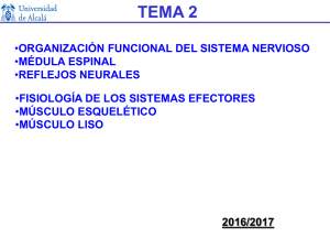 Tema 2. Organización funcional del sistema nervioso - Mi Portal