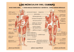 Los músculos del cuerpo