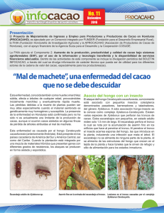 “Mal de machete”, una enfermedad del cacao que no se