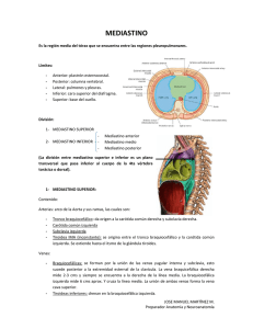 mediastino - Anatomía Vargas UCV