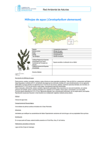 Ceratophyllum demersum - Gobierno del Principado de Asturias