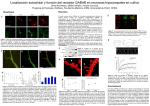 Localización subcelular y función del receptor GABAB en neuronas