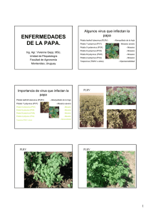 ENFERMEDADES DE LA PAPA.