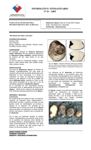 Nematodo del bulbo y del tallo