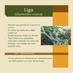 Liga - ECOStero