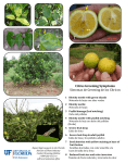 Citrus Greening Symptoms Síntomas de Greening de los Cítricos