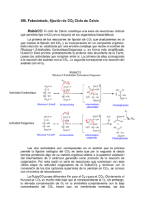 XIII. Fotosíntesis, fijación de CO2 Ciclo de Calvin RubisCO