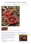 Anemone fungus (Aseroë rubra)