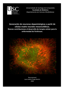 Generación de neuronas dopaminérgicas a partir - Minerva
