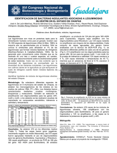 IDENTIFICACION DE BACTERIAS NODULANTES ASOCIADAS A