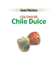 CULTIVO DE Chile Dulce