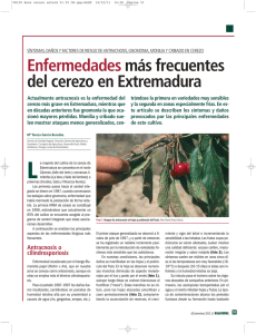 Enfermedades más frecuentes del cerezo en Extremadura