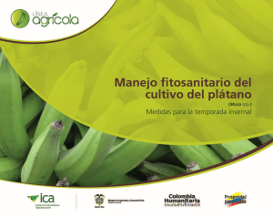Manejo fitosanitario del cultivo del plátano