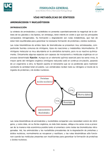 Tema 5C - Bloque I: Vías metabólicas de síntesis. Aminoácidos y