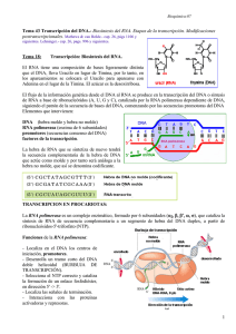 Transcripción