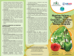 Manchas foliares de tomate y chile causadas por bacterias