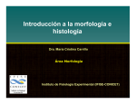 Introducción a la morfología e histología