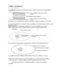 Células y membranas