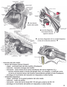 músculos del oído medio - Anatomia y Embriologia
