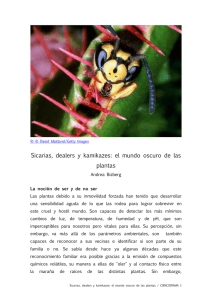 Sicarias, dealers y kamikazes: el mundo oscuro de las plantas