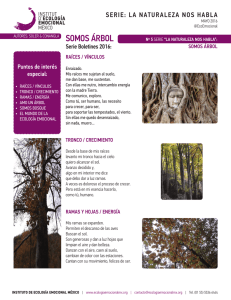 SOMOS &Aacute;RBOL - instituto de ecolog&iacute;a emocional