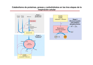 Reacciones del ciclo del ácido cítrico