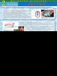 Anatomía Funcional de Moluscos Bivalvos