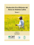 Producción eco-eficiente del arroz en América Latina