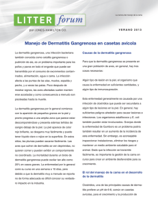 Gangrenous Dermatitis Spanish Translation for web