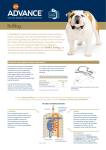 Bulldog - Affinity Petcare