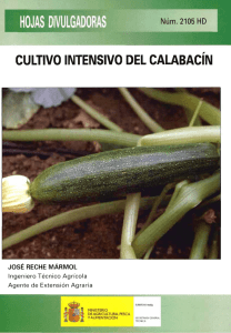 calabacín - Olivos de Badajoz